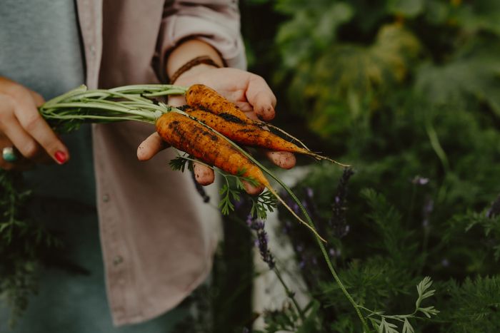 Frisch geerntete Möhren aus dem Garten der Stadtfarm Hamburg